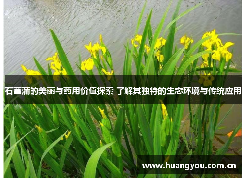 石菖蒲的美丽与药用价值探索 了解其独特的生态环境与传统应用