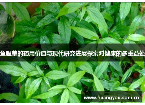 鱼腥草的药用价值与现代研究进展探索对健康的多重益处