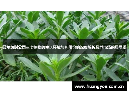 尊龙凯时公司三七植物的生长环境与药用价值深度解析及其市场前景展望 尊龙凯时公司三七植物的生长环境与药用价值深度解析及其市场前景展望